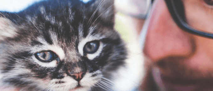 veterinarian ad with kitten