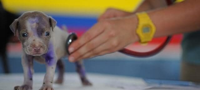 tiny puppy with stethoscope