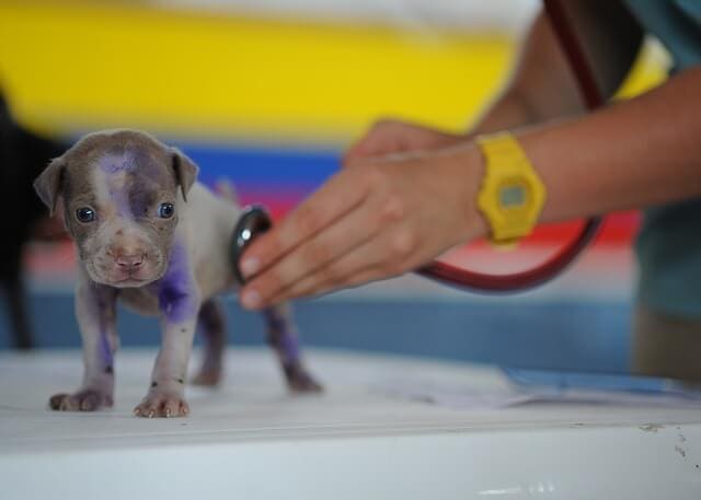 tiny puppy with stethoscope