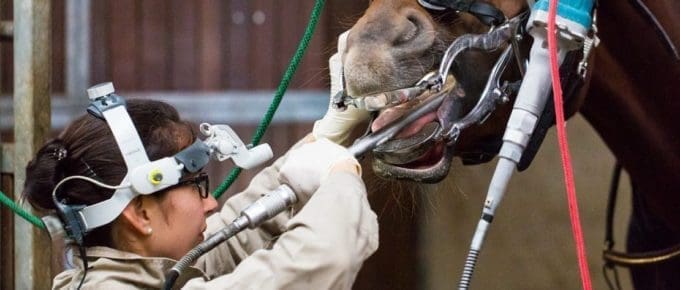 Veterinarian working on horses mouth