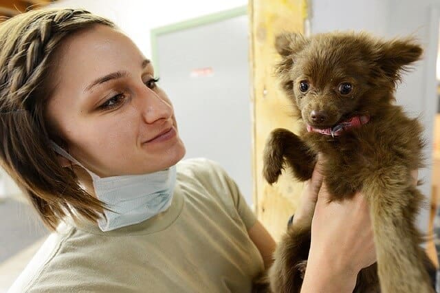 vet holding small puppy