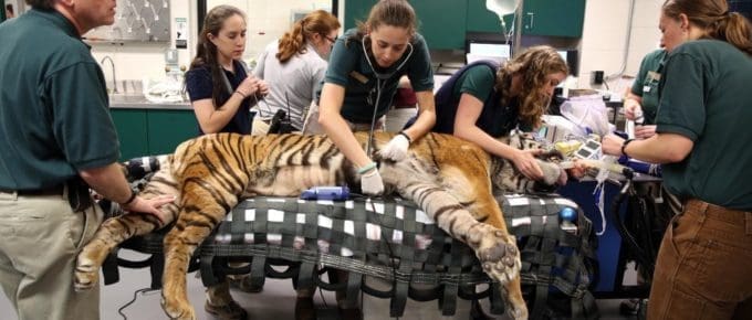 room of vets working on tiger