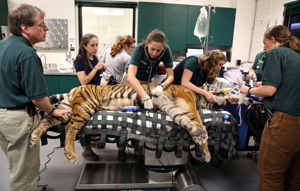 room of vets working on tiger