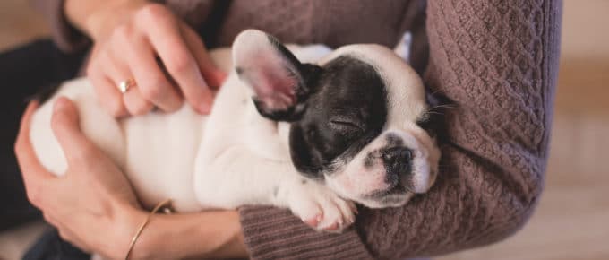 female arms holding sleeping puppy
