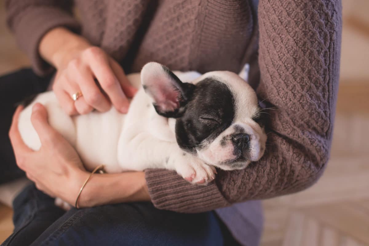 female arms holding sleeping puppy