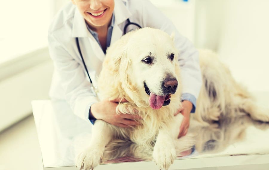Veterinarians Are Treated Horribly Under Student Loan Rules