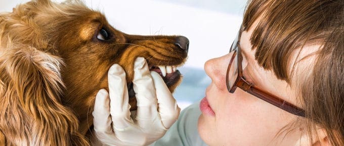 Veterinarian Checks Teeth To A Dog