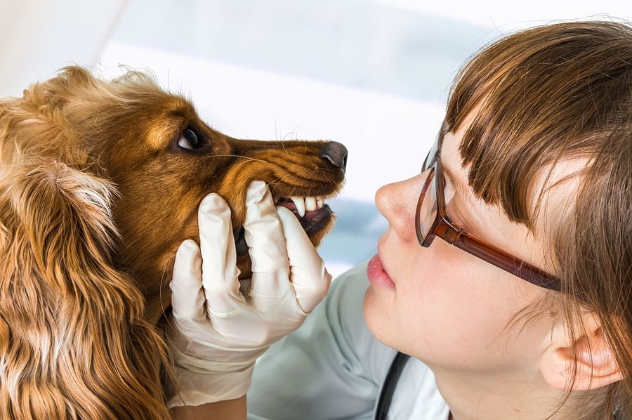 Veterinarian Checks Teeth To A Dog