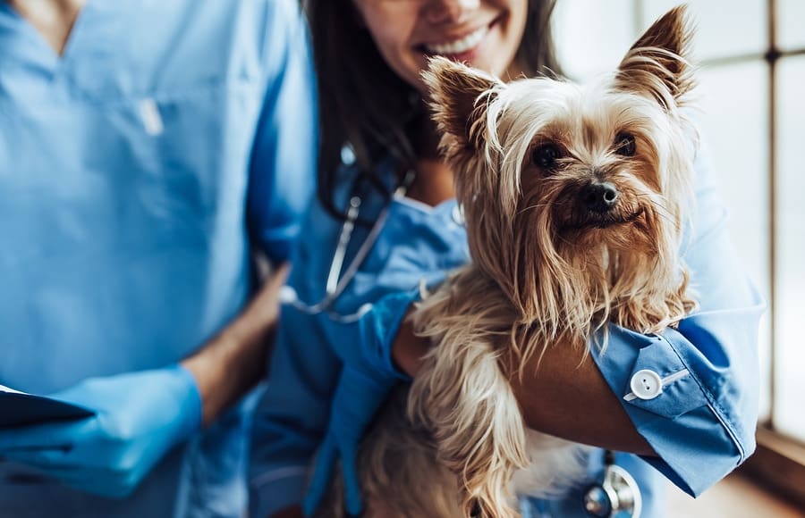 faceless vet holding fluffy dog