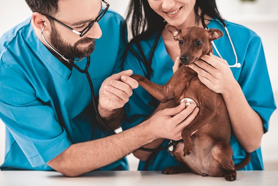 Loan forgiveness for veterinarians