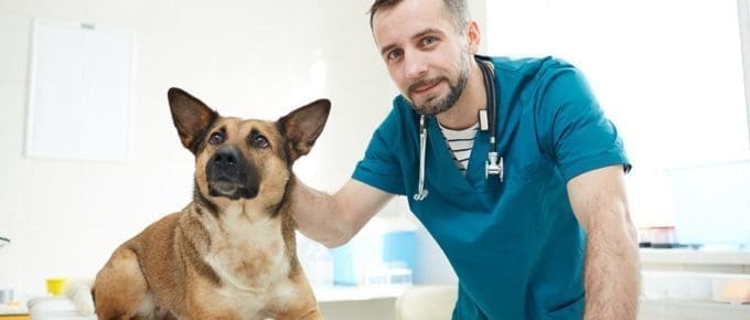 male vet helping german shephard dog on table