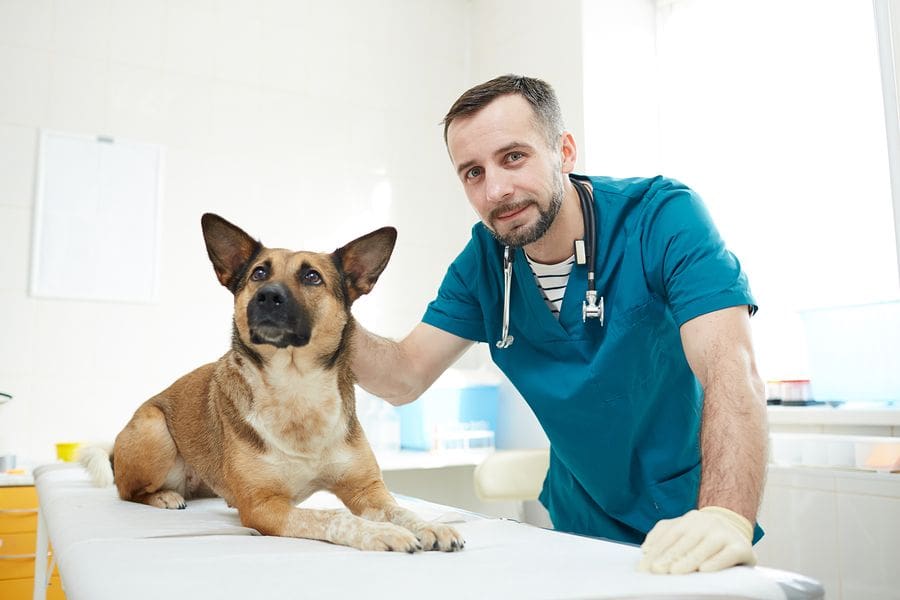 male vet helping german shephard dog on table