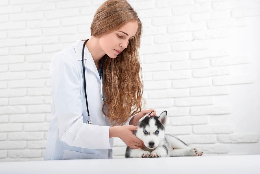 female vet working on a husky puppy