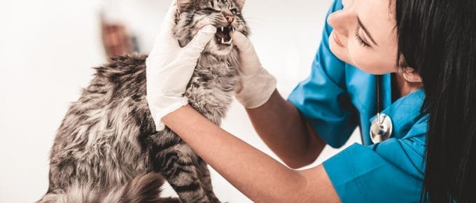 female-veterinarian-working-cat