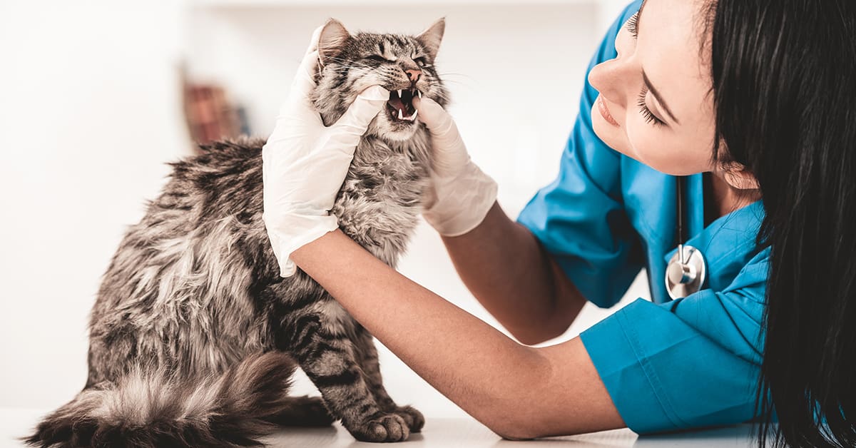 female-veterinarian-working-cat