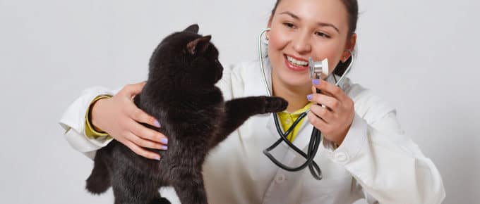 female-veterinarian-examining-black-cat