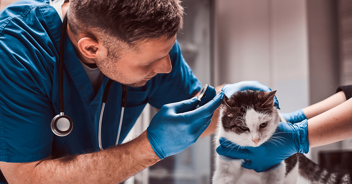 male-veterinarian-examining-cat