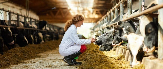 young-female-veterinarian-crouching-examining-cows-barn