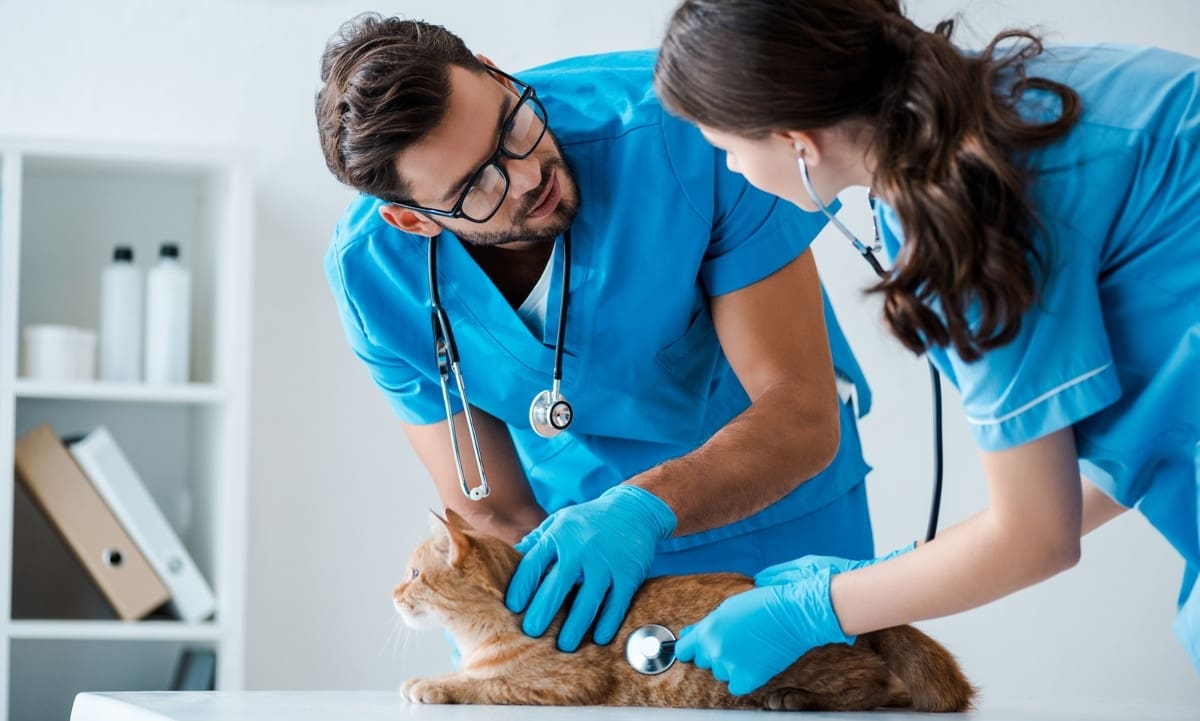 Cheapest Online Vet at Beth Powell blog