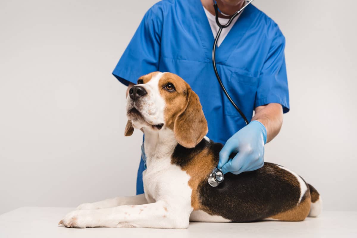 Top 10 Cheapest Vet Schools - Student Loan Planner