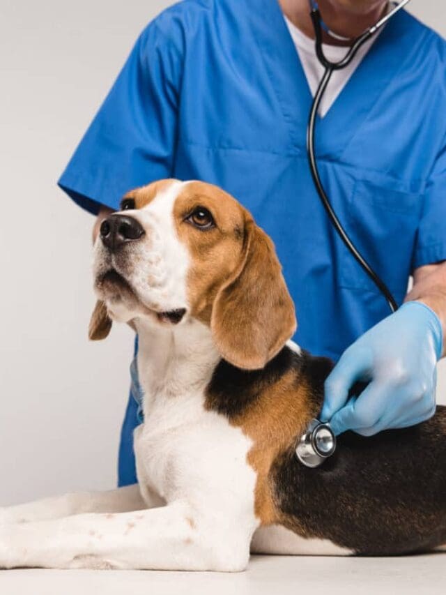 Why You Should and Shouldn’t Consider a Career as a Vet Story