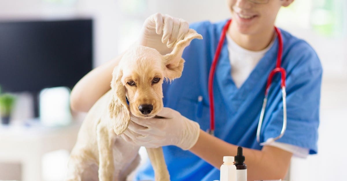 How to Get the Best Veterinary Business Loan to Start Your Practice