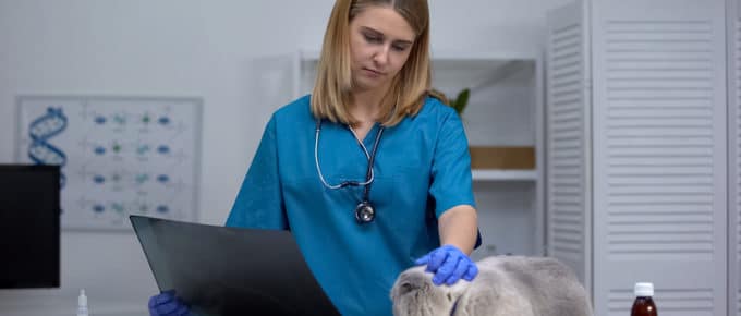1 in 10 veterinarians considered suicide student loans
