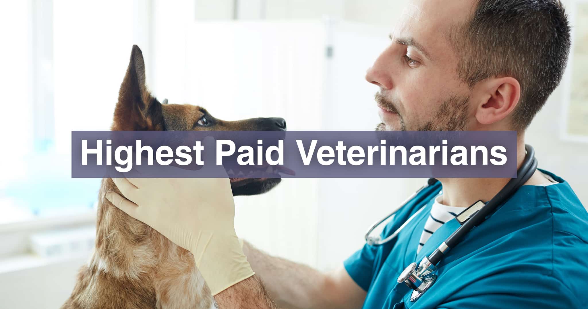 Veterinarian Salary 2022