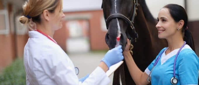 2 female veterinarians standing in front of a dark brown horse