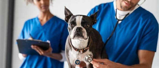 Veterinarian and Tech Taking Vitals on a Boston Terrier