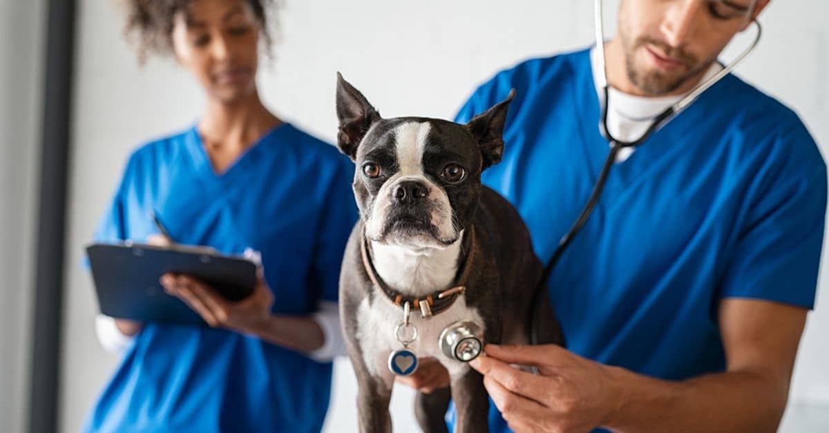 Veterinarian and Tech Taking Vitals on a Boston Terrier