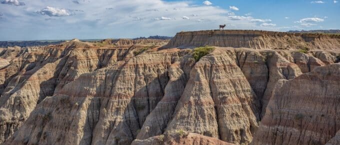 Bighorn sheep seen here at Badlands National Park, South Dakota during a summer day.