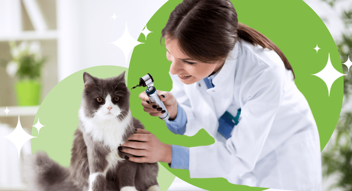 A woman wearing a lab coat looking into a cat's ear with a light.