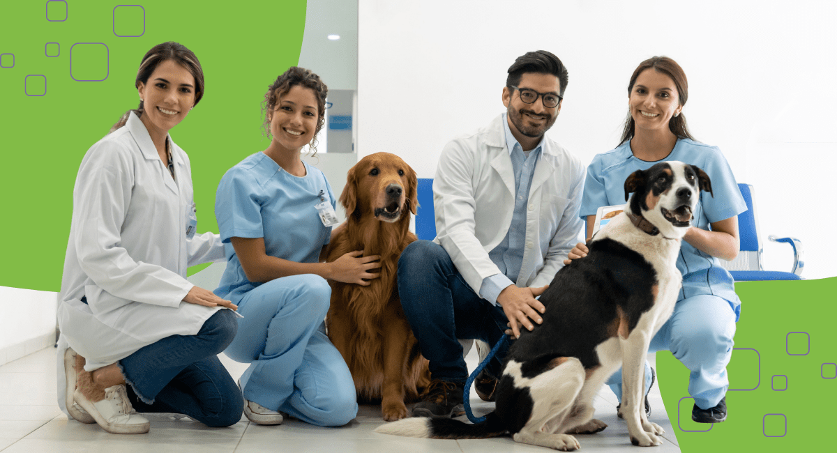 Four veterinarians in scrubs crouching down next to two dogs.