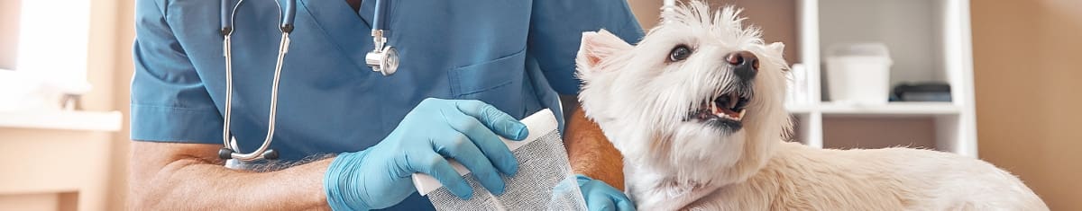 7 Steps to Becoming a Rich Veterinarian (even with $100k to $500k in Student Debt)